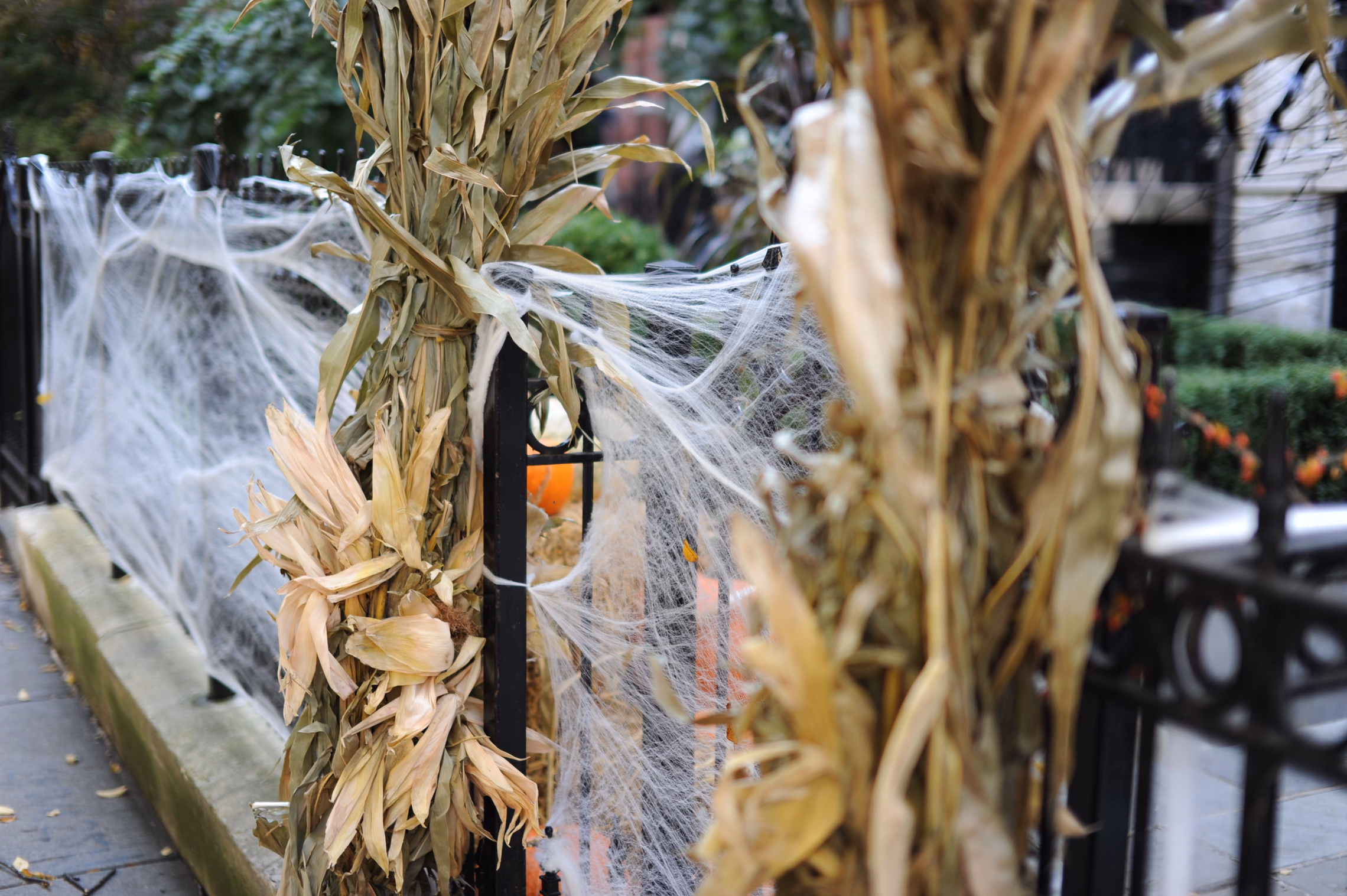 Dried cornstalks tied to a black iron fence beside a sidewalk, fake spiderweb stretched across the railings