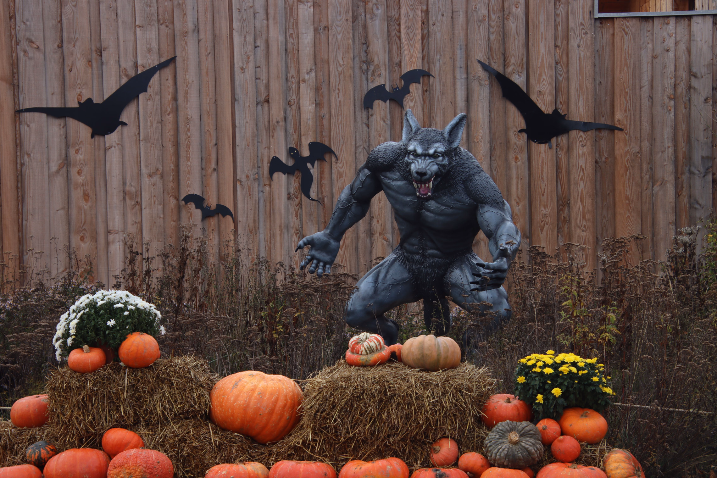 A life-size werewolf figure crouched above hay bales, pumpkins and mums, bat cutouts on the wooden fence behind it
