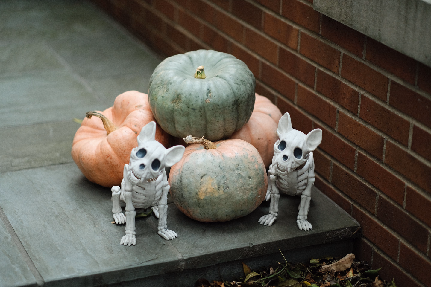 Two small skeleton dog figures posed in front of a stack of pale pink and blue-green pumpkins on a stone step