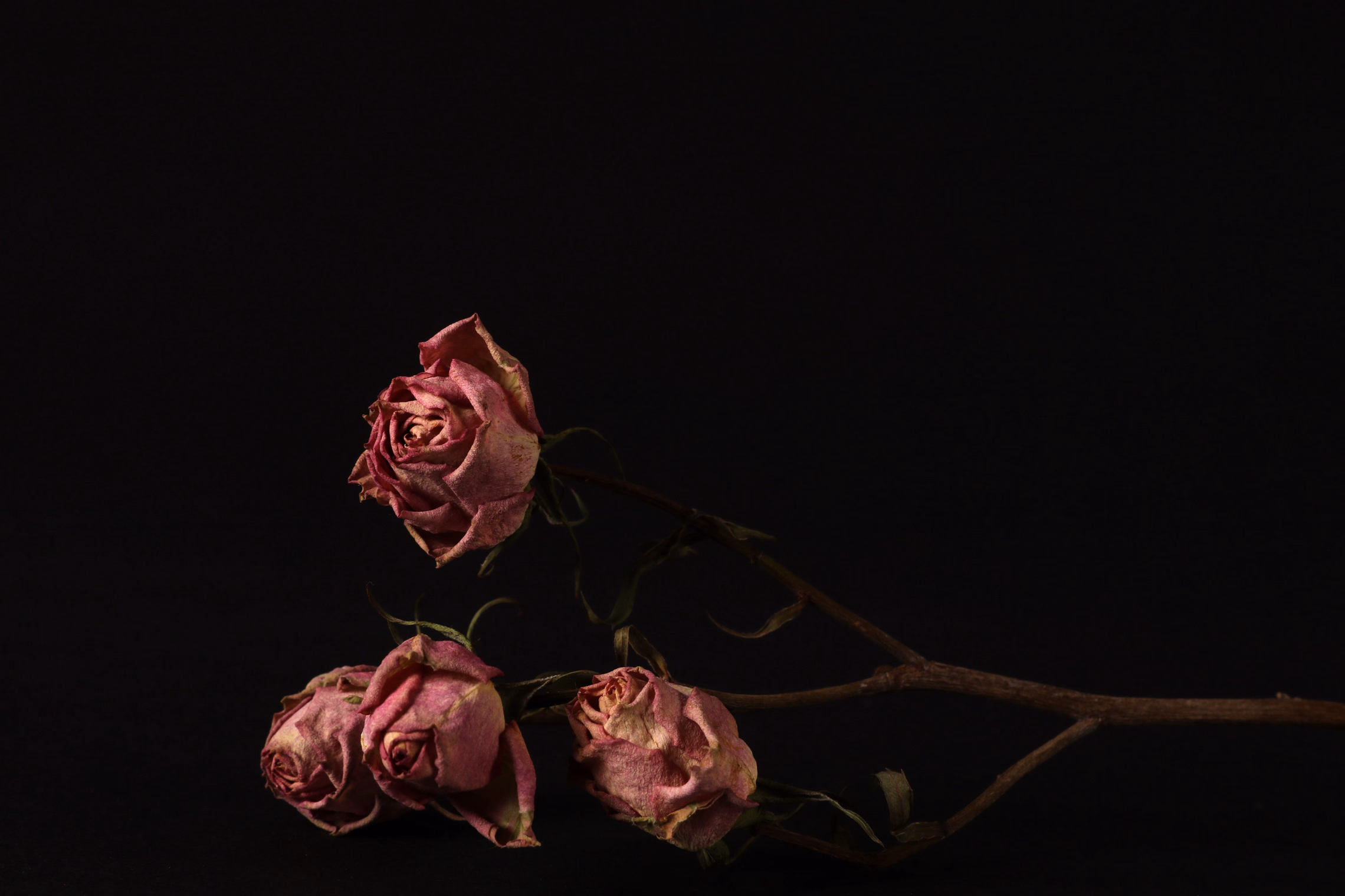 Three faded pink roses, dried and curling at the petal edges, on a bent brown stem against a black background